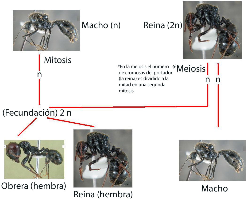 Resultado de imagen de hormigas sexo
