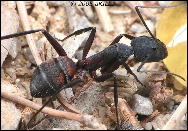 Camponotus_cruentatus.jpg