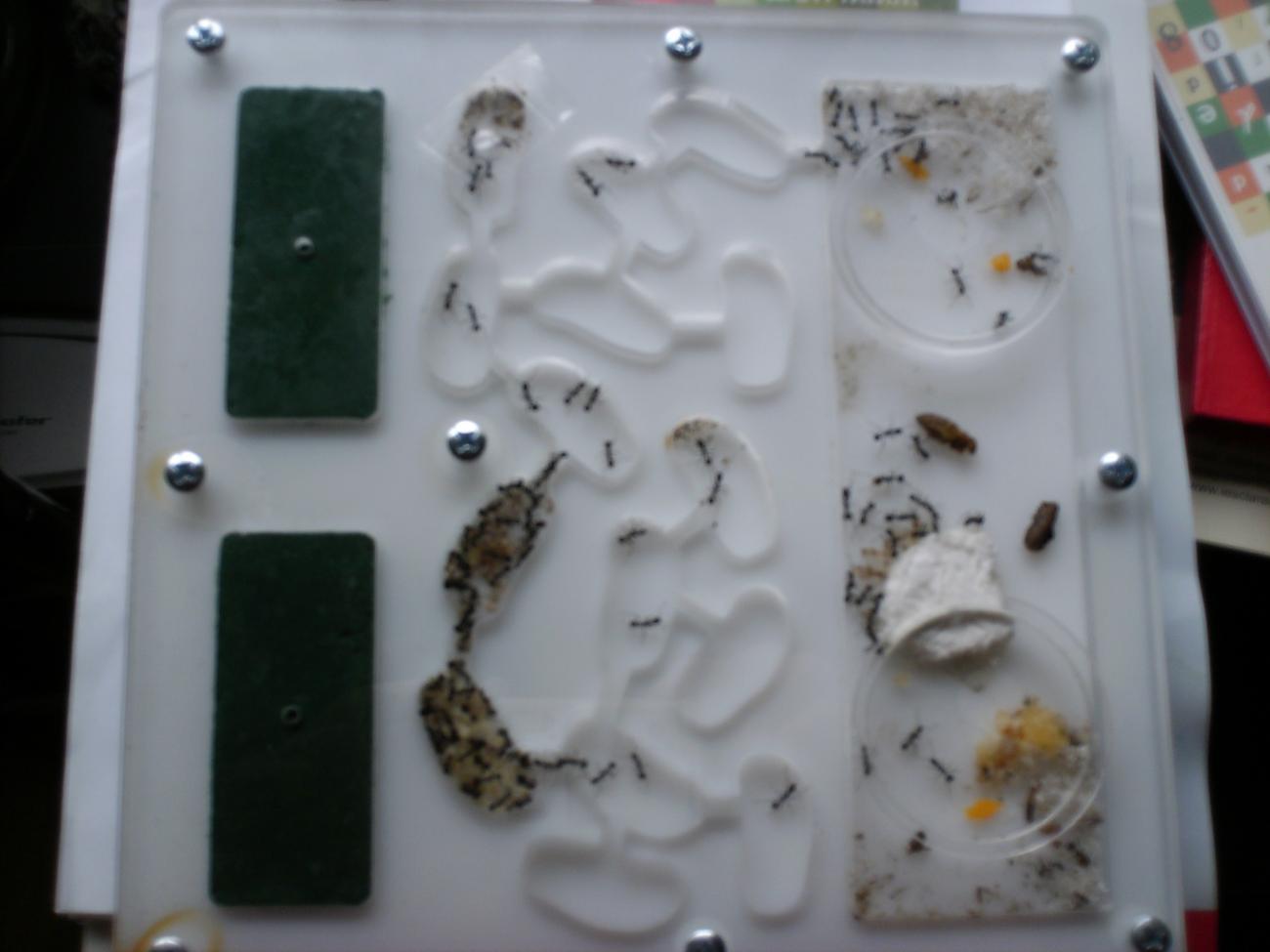 Acr�lico de 20x20cm con Aphaenogaster.