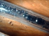 Camponotus Piceus