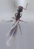 Camponotus truncatus