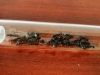 Colonia Camponotus Vagus