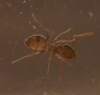 !Plagiolepis sp.2