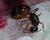 !Camponotus pilicornis1