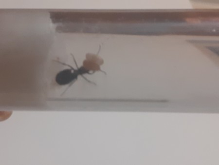 Camponotus Mus con solo dos capullos enormes, una larva y un huevo