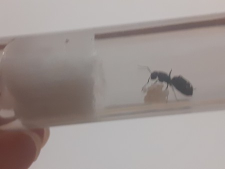 Camponotus Mus con larvas y mucha prole