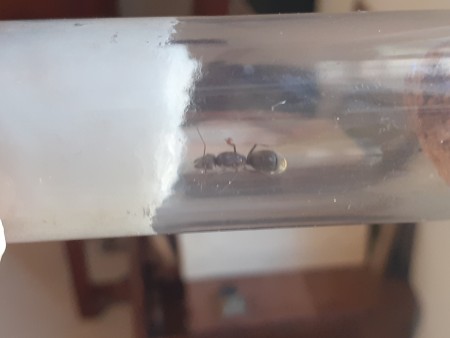 Camponotus Sericeiventris (creo) Andrómeda