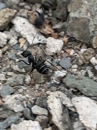 Camponotus foreli Reina